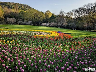 【生機(jī)盎然的世界】太子灣的郁金香