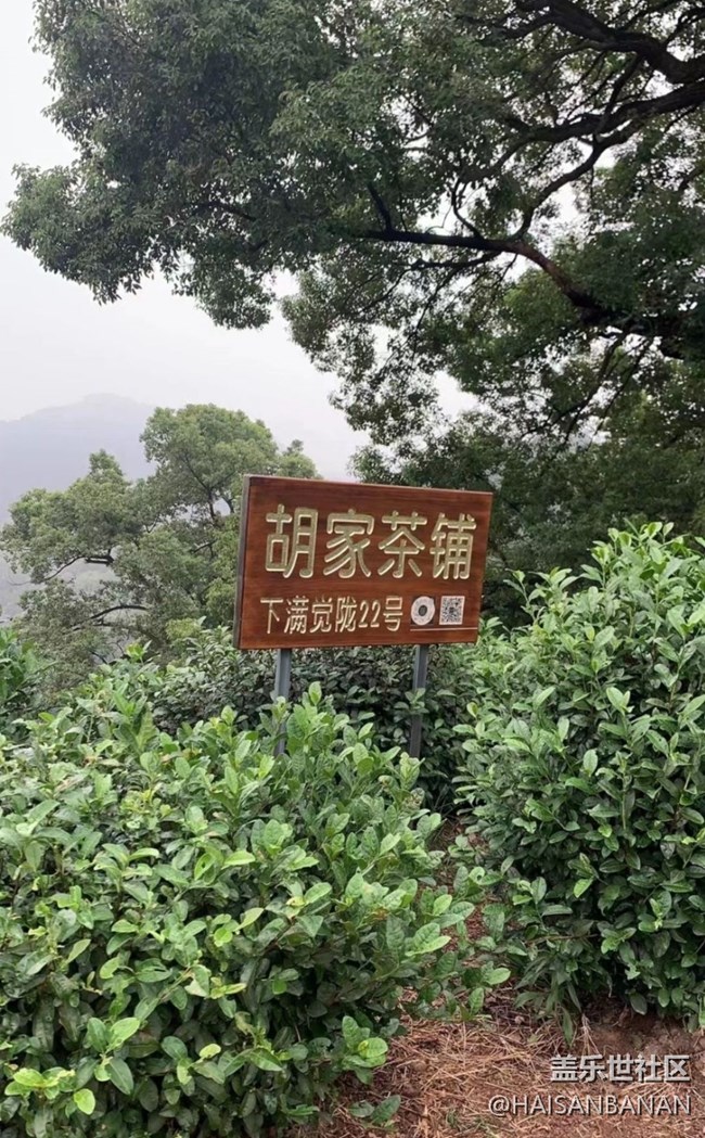 【春日盛景】茶園