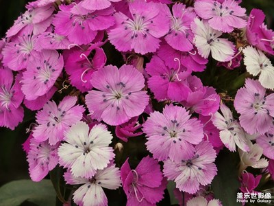 【生機盎然的世界】春意萌動