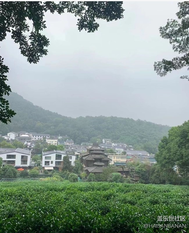 【春日盛景】茶園