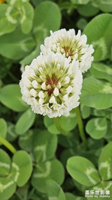 【人間四月天】+花花草草