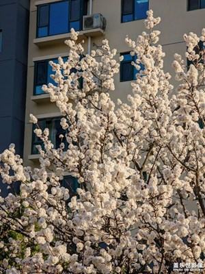 【生機盎然的世界】+杏花