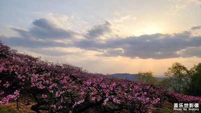 【人間四月天】+龍泉山桃花故里徒步登山看桃花