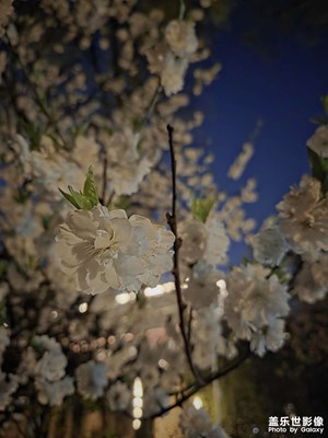 【春之夜】一棵發(fā)光的樹(shù)