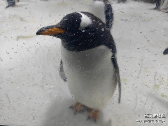 【清明踏春季】看企鵝