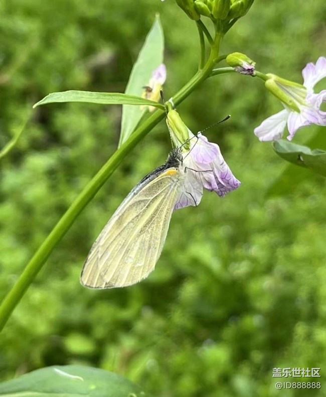 【Galaxy影像】#踏青+春的氣息