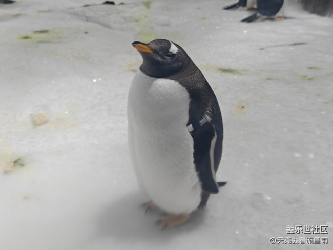 【清明踏春季】看企鵝