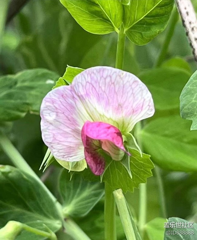 【Galaxy影像】#踏青+春的氣息