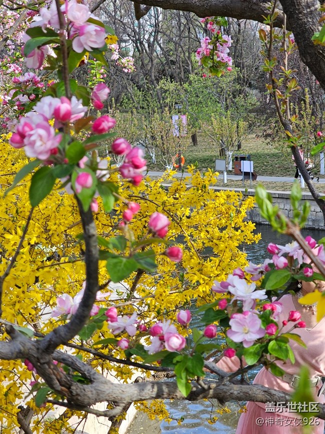 【拈花拾趣】雙花爭艷