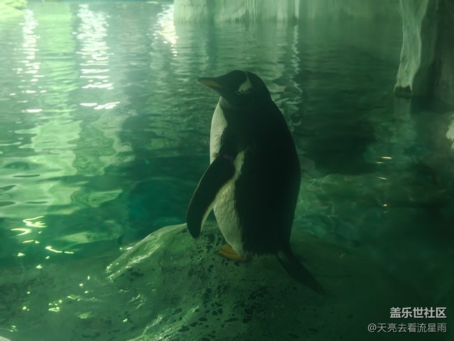 【清明踏春季】看企鵝
