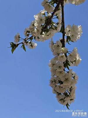 【人間四月天】+櫻花盛開