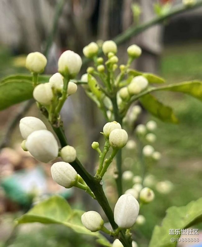 【Galaxy影像】#踏青+春的氣息