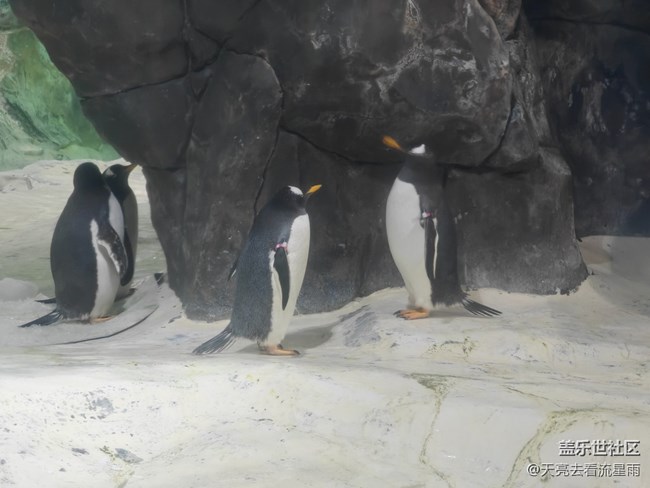 【清明踏春季】看企鵝