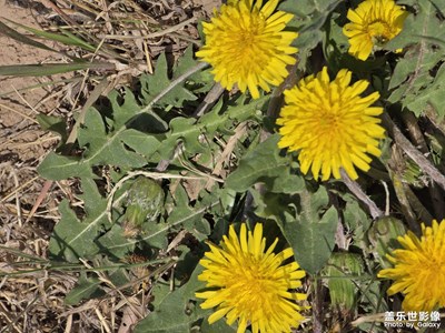 【生機(jī)盎然的世界】+春天的花