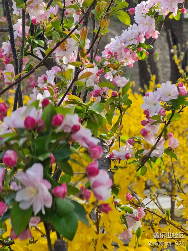 【拈花拾趣】雙花爭艷