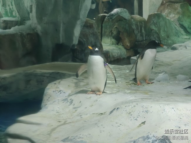 【清明踏春季】看企鵝