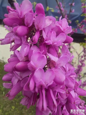 【人間四月天】+ 花花