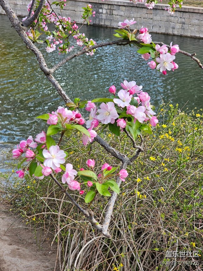 【拈花拾趣】河邊花正艷