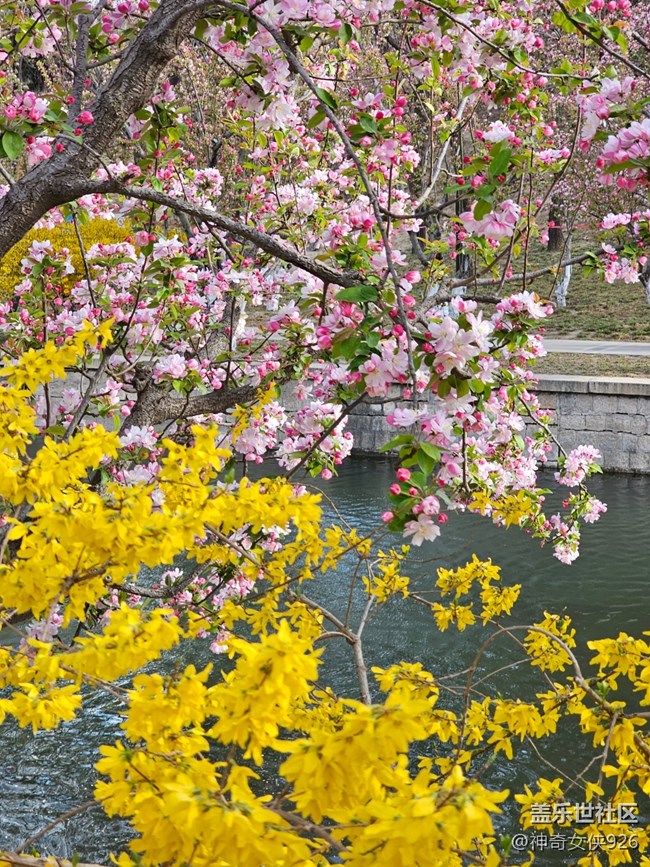 【拈花拾趣】雙花爭艷