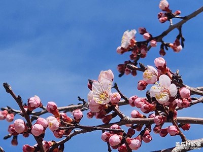 【人間四月天】四月芬芳杏花