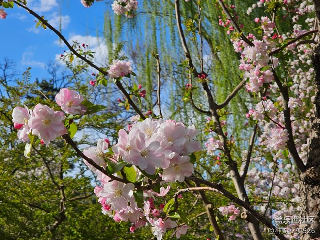 【拈花拾趣】藍天白云花更美