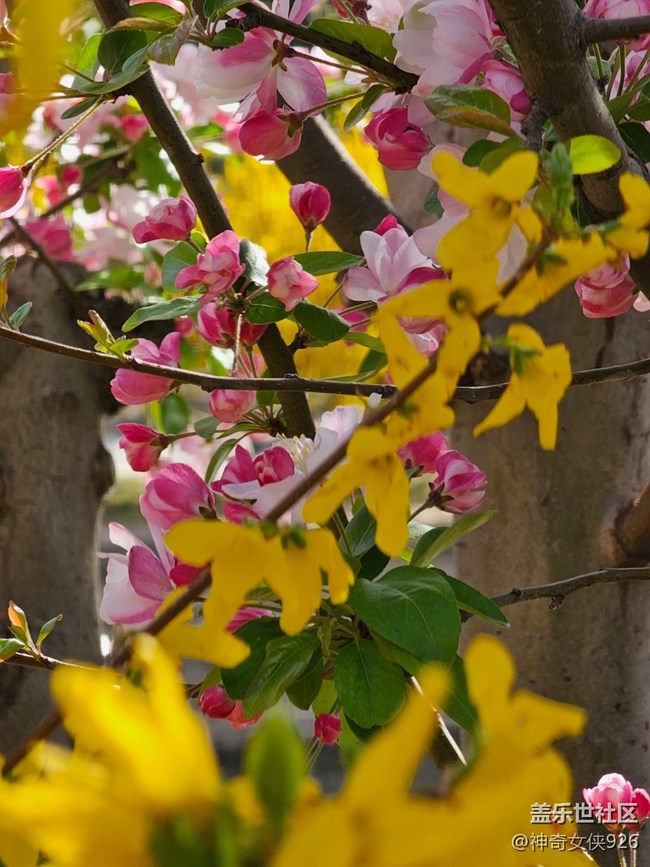 【拈花拾趣】雙花爭艷