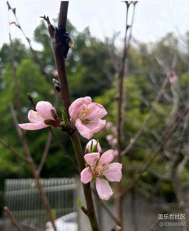 【Galaxy影像】#踏青+春的氣息