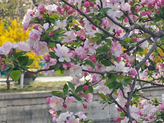 【拈花拾趣】春光正好