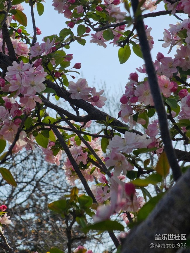 【拈花拾趣】粉紅點(diǎn)點(diǎn)