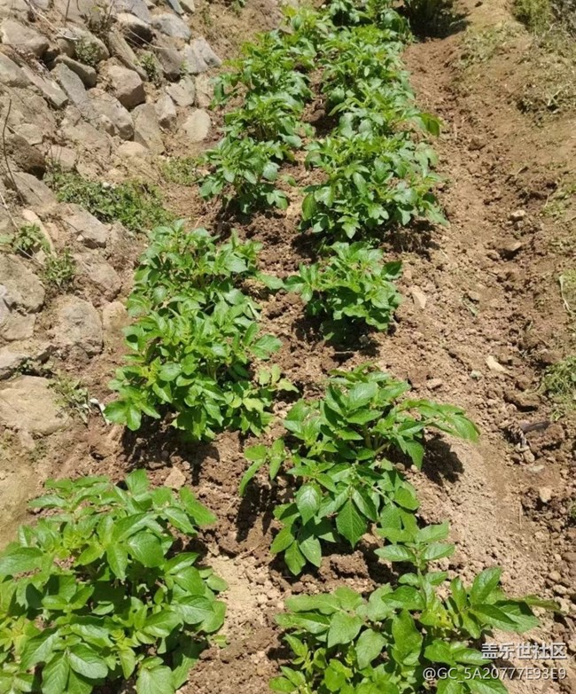 【春色撩人】種土豆