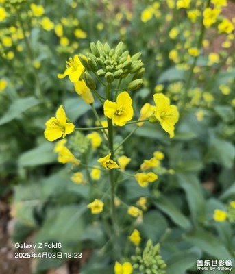 【snapshot sha】InstaShot 