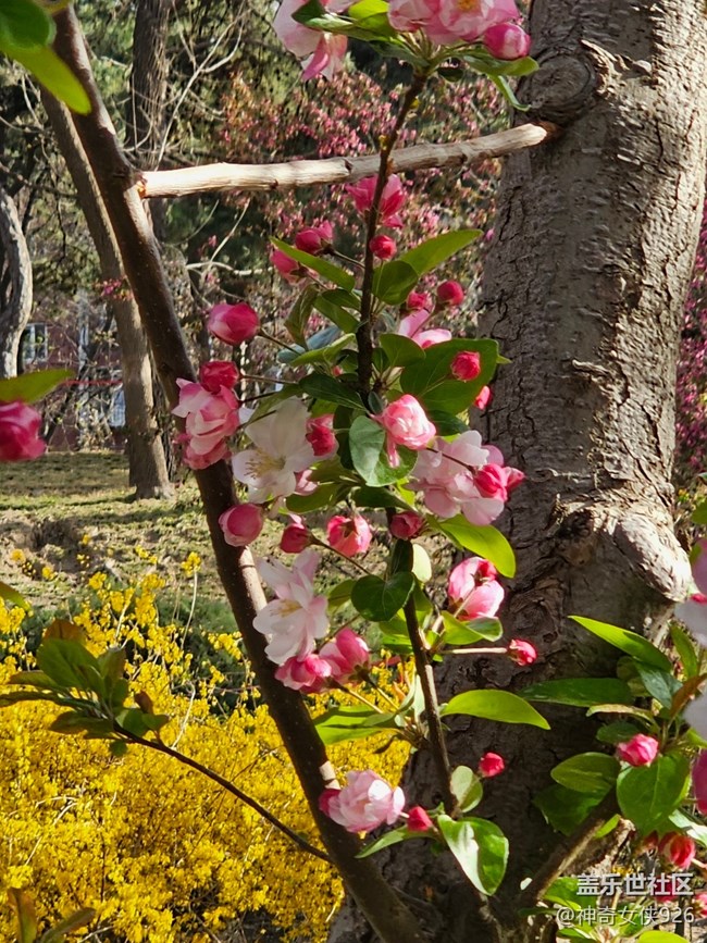 【拈花拾趣】城市化園