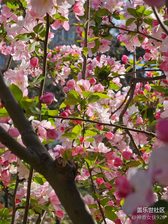 【拈花拾趣】城市化園