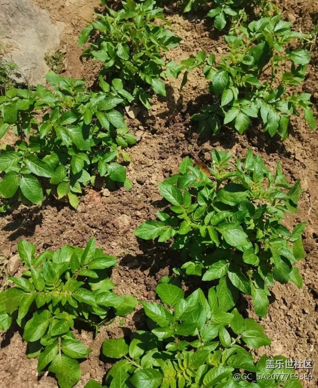 【春色撩人】種土豆