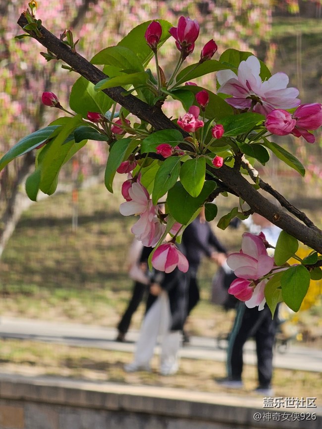【拈花拾趣】春日賞花