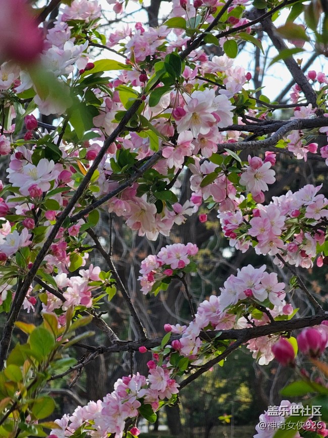 【拈花拾趣】粉紅點(diǎn)點(diǎn)