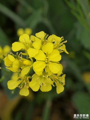 【人間四月天】+油菜花