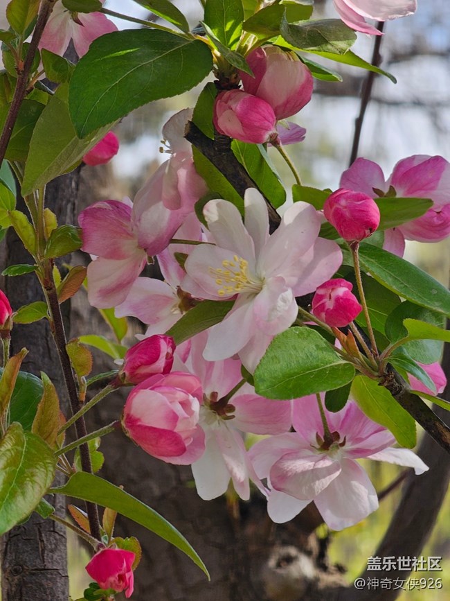 【拈花拾趣】春光正好