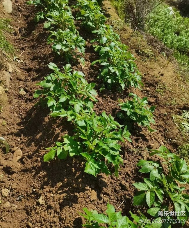 【春色撩人】種土豆