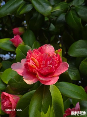 【人間四月天】花花花