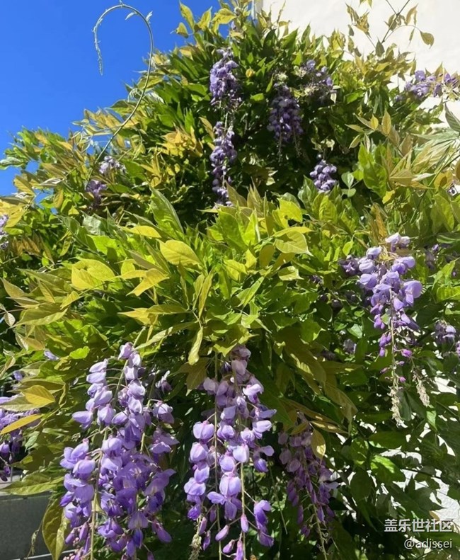 【春色撩人】花的季節(jié)