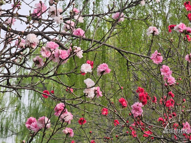 【拈花拾趣】桃花芬芳