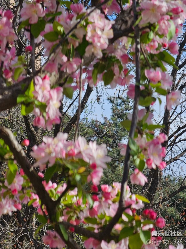【拈花拾趣】城市化園