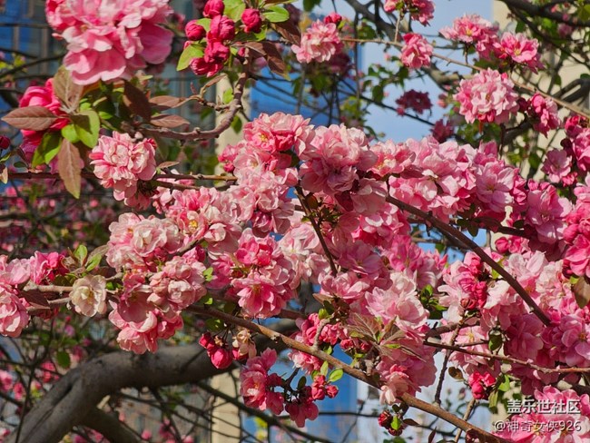 【拈花拾趣】春光正好