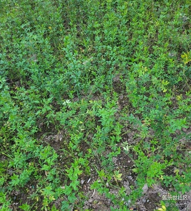 【春日盛景】花花草草