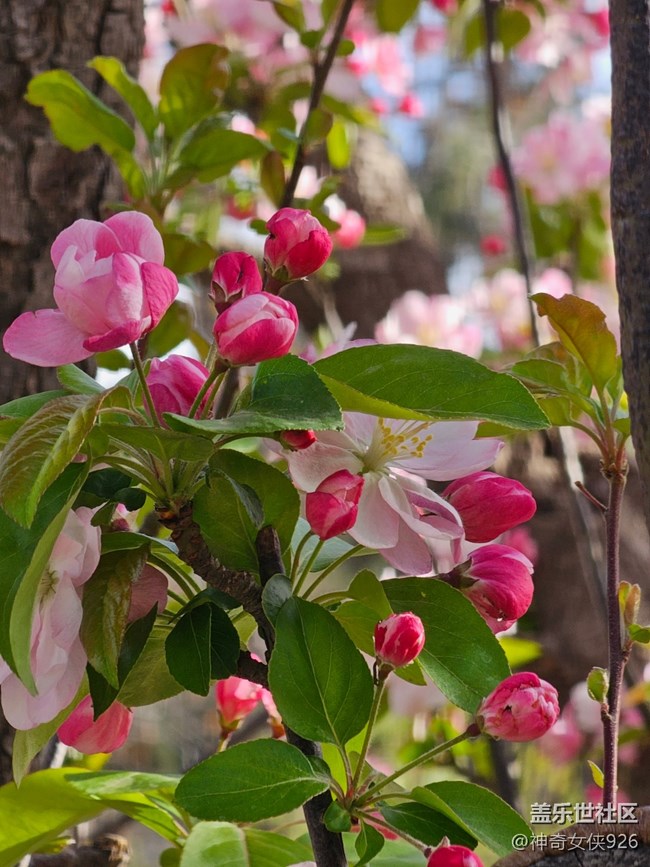 【拈花拾趣】春日賞花