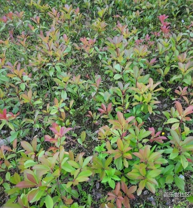 【春日盛景】花花草草