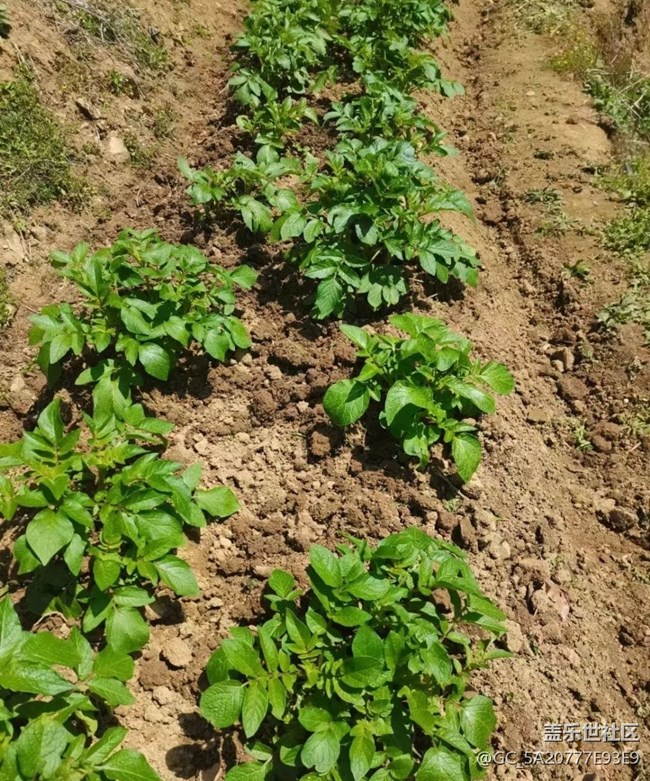 【春色撩人】種土豆