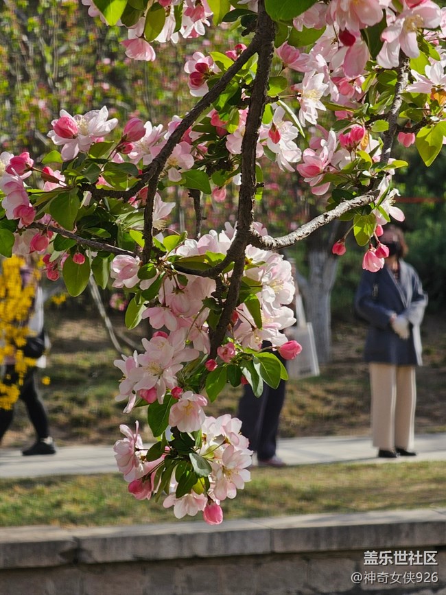 【拈花拾趣】春日賞花