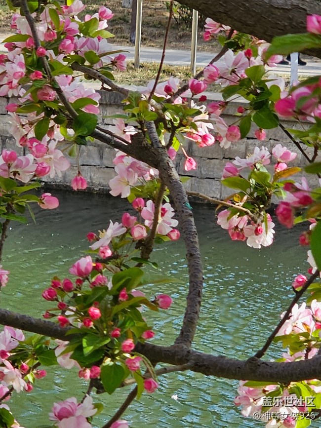 【拈花拾趣】水岸畫香